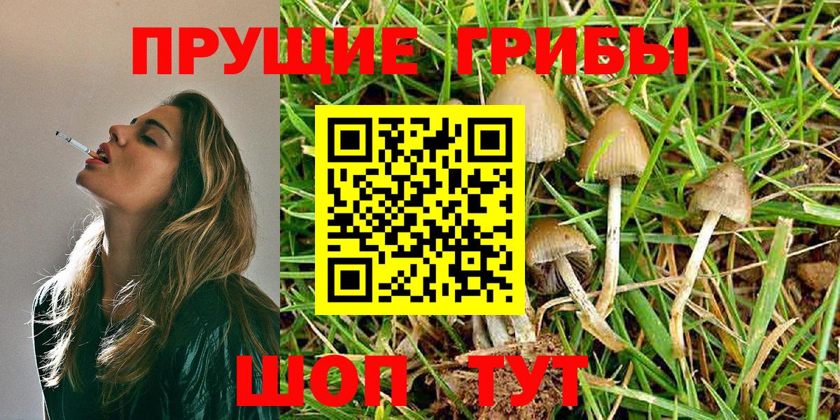 купить  сайты  Бор  Псилоцибиновые грибы GOLDEN TEACHER  Псилоцибиновые грибы GOLDEN TEACHER 